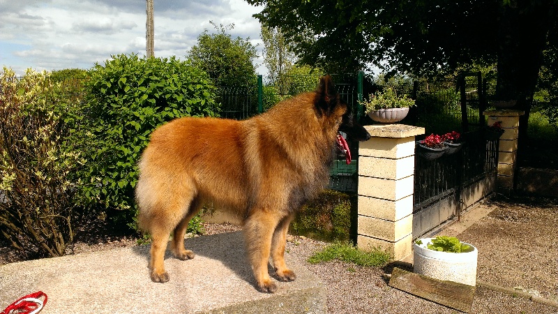 Gentleman De La Légende De Baya