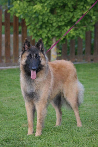 Gentleman De La Légende De Baya